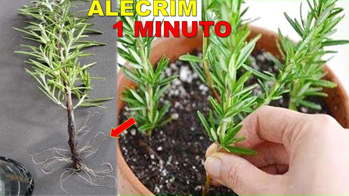 Maneira F Cil De Plantar Alecrim Em Casa